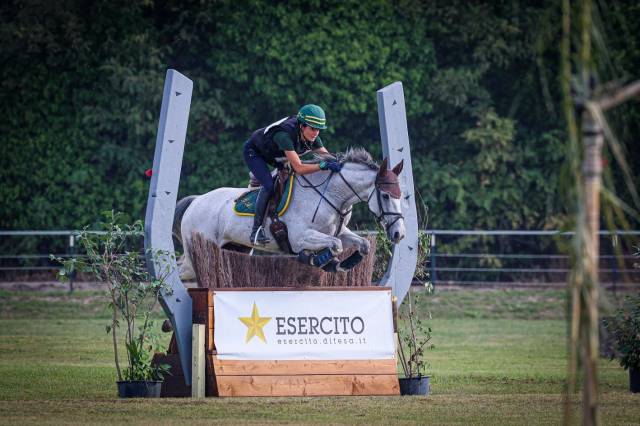 Hongre cheval de sport irlandais a vendre 2010 gris