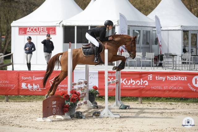 Hongre anglo arabe 5 ans