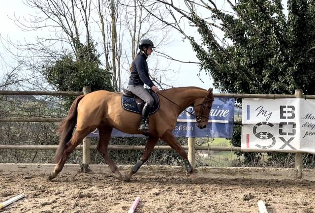 Hongre anglo arabe 5 ans