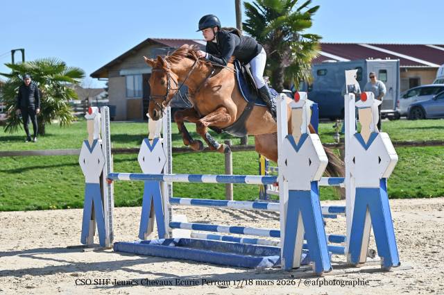 Hongre anglo arabe 5 ans