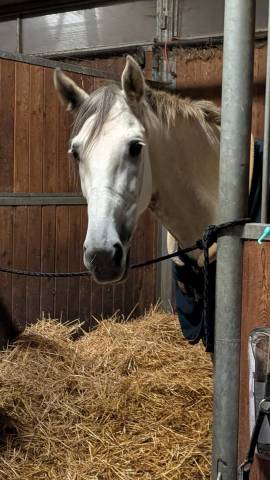 1/2 pension pre de sport de 8 ans