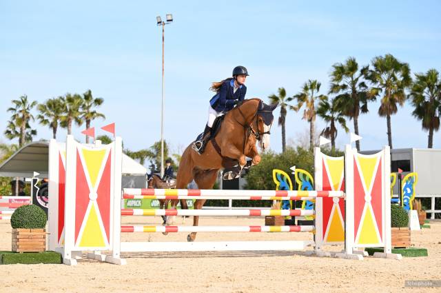 Hongre selle français 7 ans 