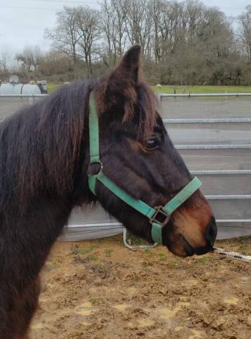 Mill merci d'arquetan