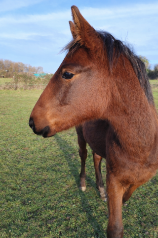 Poulain selle français d’exception– ad unaniem x course