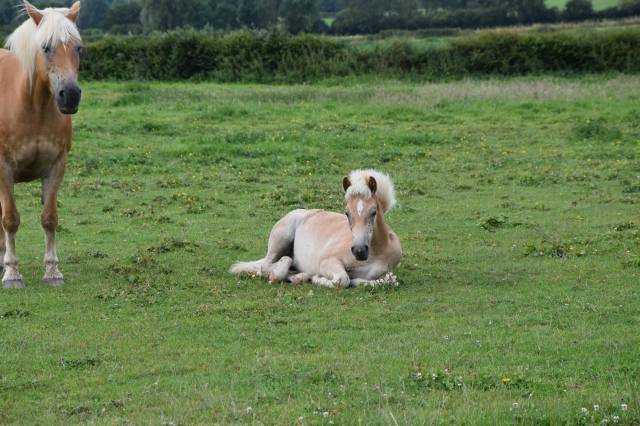 Pouliche haflinger pp 2 ans 