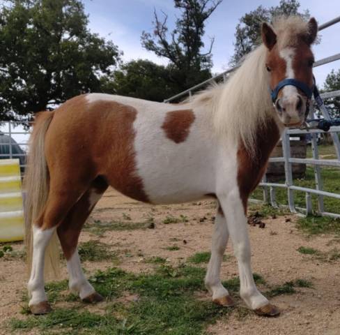 Mini mouse d'arquetan