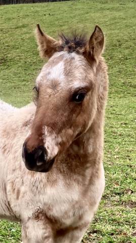Cheval appaloosa *quarter horse