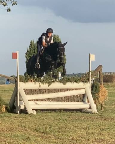 Etalon poney de selle anglais a vendre 2008 bai brun