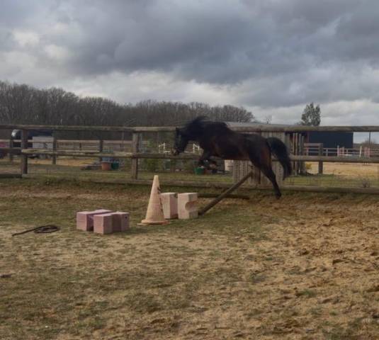 Ponette dartmoor b de 4 ans par movi star tilia