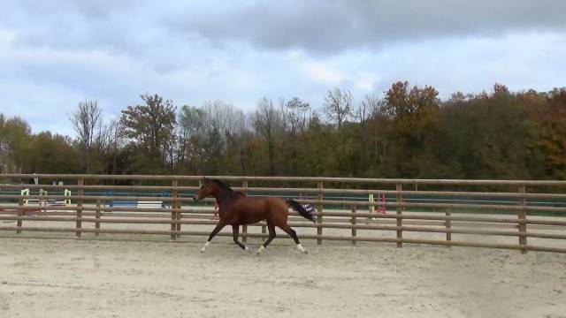 Jument – baie – 6ans – 163cm - c.s.luxembourgeois