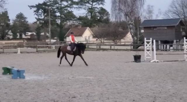 Petite jument de dressage 