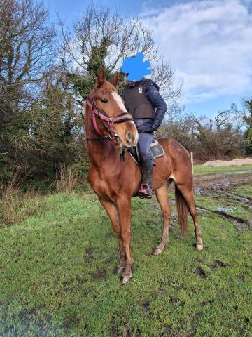 Gentil trotteur de 4 ans pour loisir
