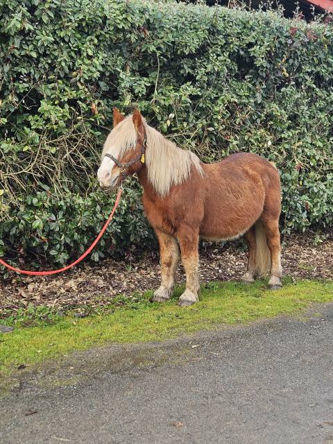 Poney type haflingher