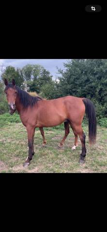 A vendre  très joli hongre arabe 8 ans polyvalent