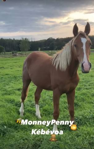 A vendre jument arabe 4 ans 1.58m