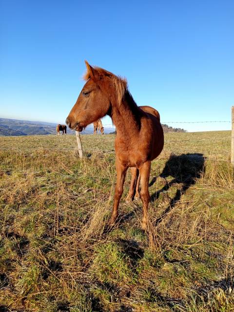 Pouliche pur sang arabe 