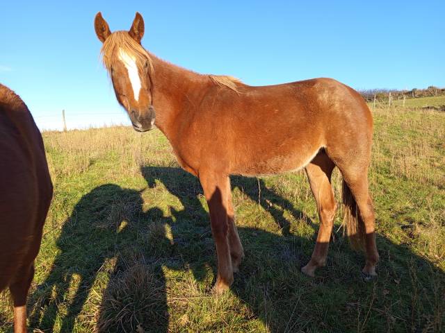 Jument pur sang arabe asil