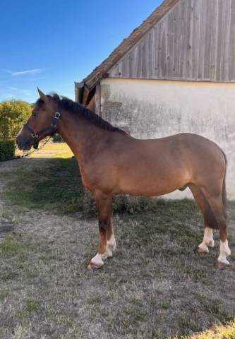 Hongre welsh cob