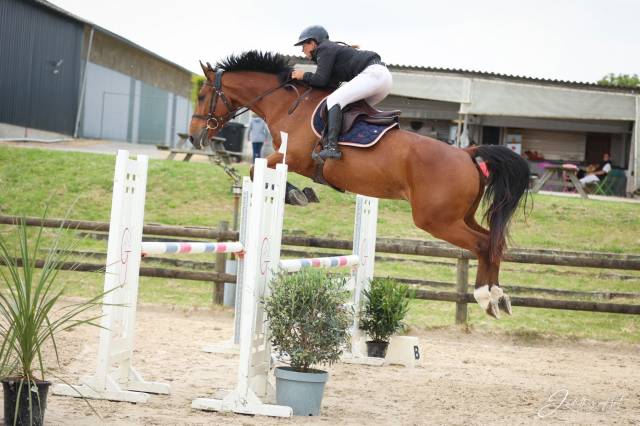 Hongre selle français de 6 ans 