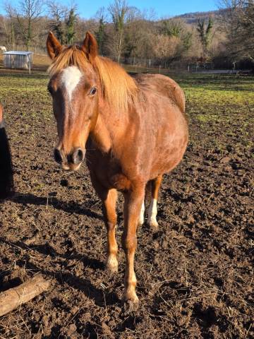 Ponette retraitée à vendre