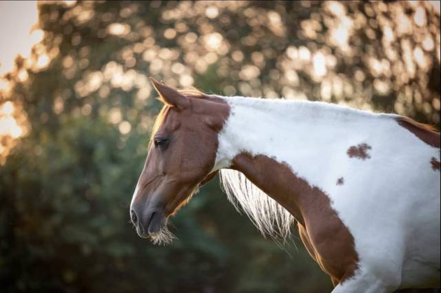 Demi-pension pour rowan