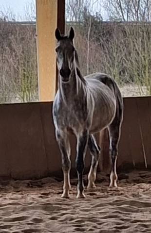 Selle français, 6 ans