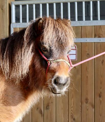 Ponette shetland pp livre a