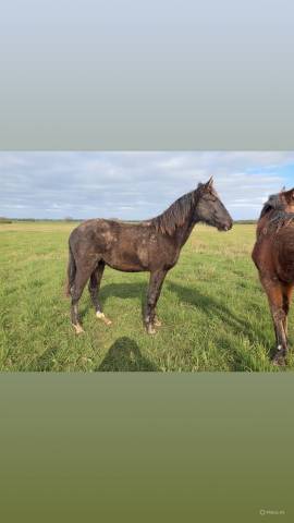 Pouliche lusitanien noire 1 an