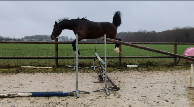 Jument 4 ans super mental