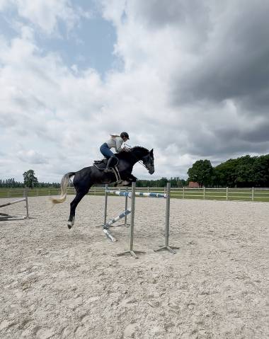 Écurie  professionnelle recherche 3 chevaux 