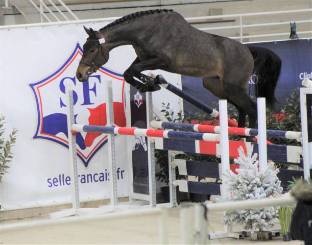 Magnifique hongre prenant 7 ans cso