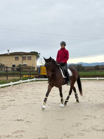 Vente de cheval promenade