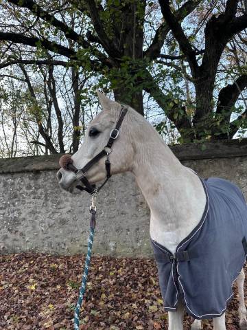 Mayzara pur sang arabe