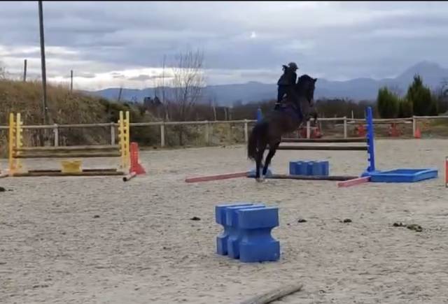 Jument sf noir pangare