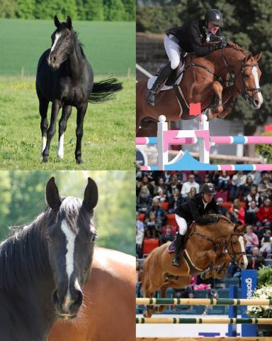 Magnifique poulinière pleine