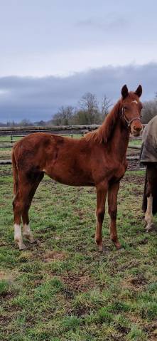 Pouliche sf dressage 