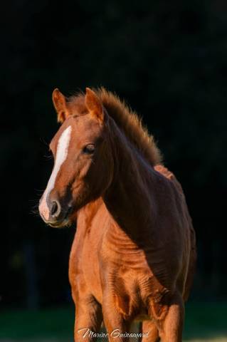 Pin up – pouliche welsh part-bred