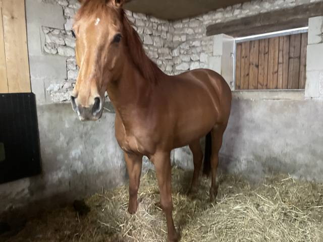 à vendre aqps 12 ans