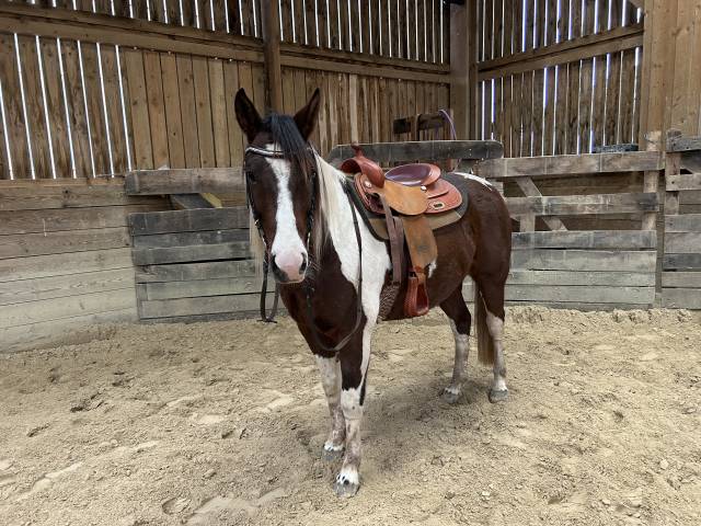 Paint horse pp hongre 6 ans 