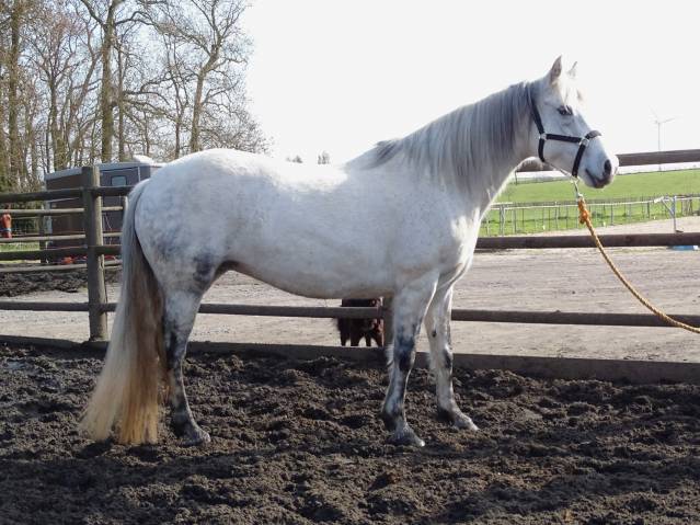 Pouliniere connemara 12 ans