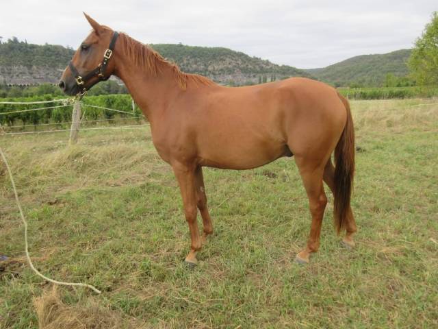 Pur sang arabe 6 ans hongre