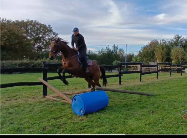 Vendre jument loisirs / élevage 