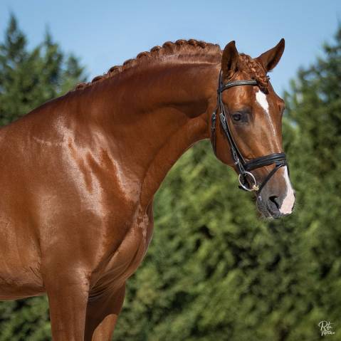 Cavalo puro sangue lusitano