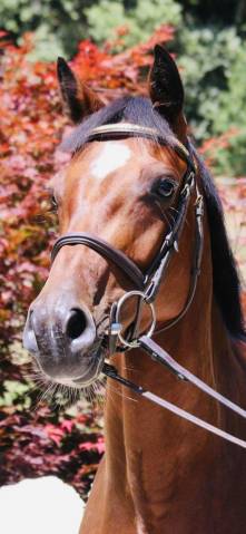 A vendre très belle jument oldenbourg pour élevage 