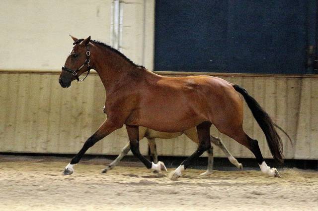 Magnifique jument psl 