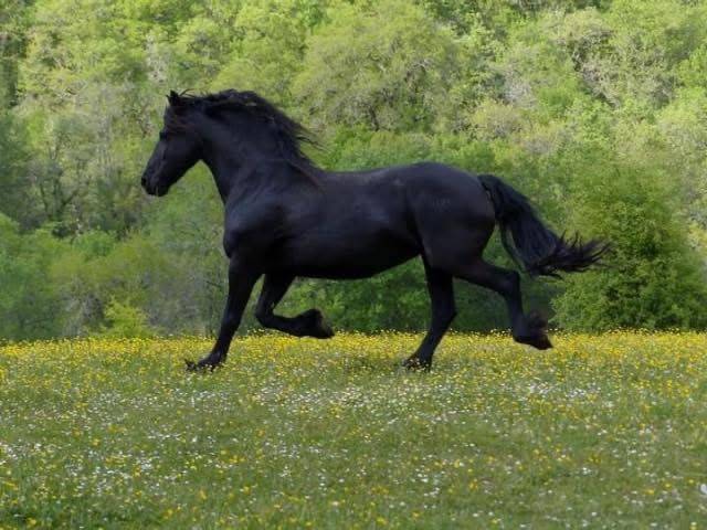 Poulain croisé frison grullo