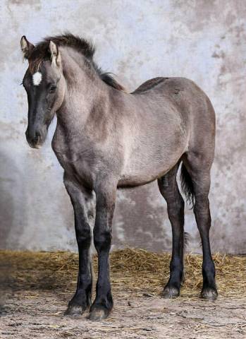 Poulain croisé frison grullo