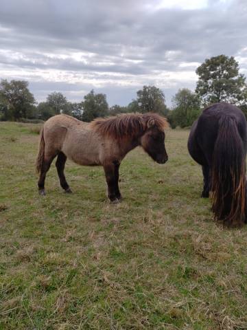 Panoramix d'arquetan