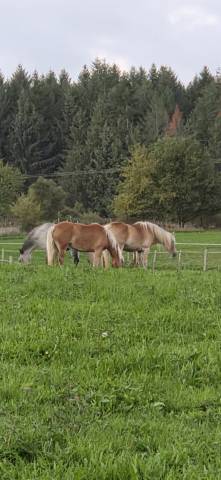 Lot de 2 haflinger