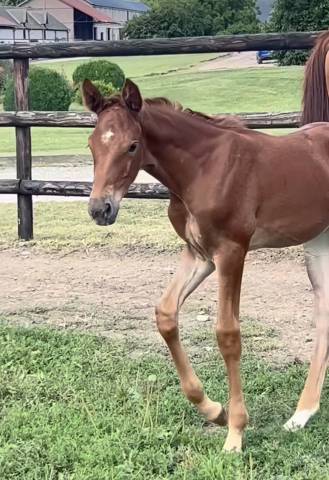 Magnifique pouliche par cap kennedy 